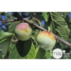 Prunier Reine Claude De Bavay : ½ Tige, 4-5 Ans, H 170-180 Cm -Promos Botanisia Magasin 71365 002