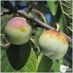 Prunier Reine Claude De Bavay : ½ Tige, 4-5 Ans, H 170-180 Cm -Promos Botanisia Magasin 71365 003