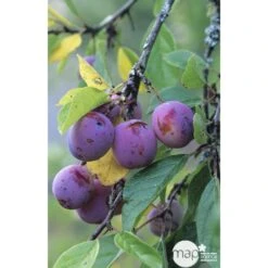 Prunier Reine Claude Violette Gobelet -Promos Botanisia Magasin 71372 002