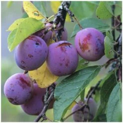 Prunier Reine Claude Violette Gobelet -Promos Botanisia Magasin 71372 004