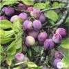 Prunier Reine Claude Violette Gobelet -Promos Botanisia Magasin 71372 005