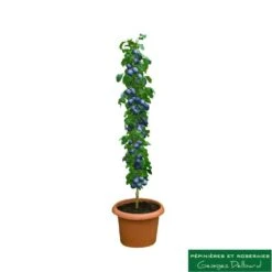 Prunier Colonnaire Toronto® 7 Prunier Colonnaire Toronto® -Promos Botanisia Magasin 729932 001