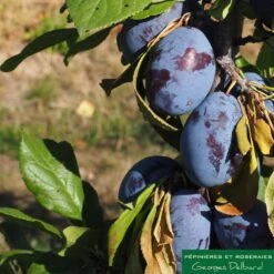 Prunier Colonnaire Toronto® 8 Prunier Colonnaire Toronto® -Promos Botanisia Magasin 729932 002