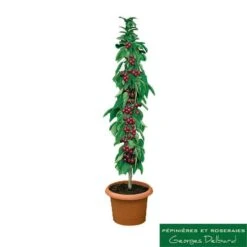 Cerisier Colonnaire Hong Kong® 6 Cerisier Colonnaire Hong Kong® -Promos Botanisia Magasin 729935 001