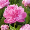 Botte De 3 Pivoines Docteur Fleming H.50cm 1 Botte De 3 Pivoines Docteur Fleming H.50cm -Promos Botanisia Magasin 748906 1304398
