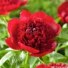 Botte De 3 Pivoines Red Charm H.50cm -Promos Botanisia Magasin 748907 1304401
