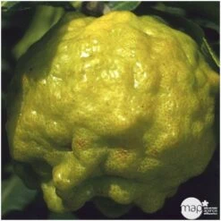 Combava H140/160cm : C35L -Promos Botanisia Magasin 784976 001