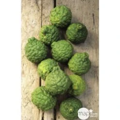 Combava H140/160cm : C35L -Promos Botanisia Magasin 784976 003