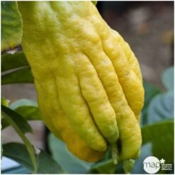 Main De Bouddha : H.140/160cm C35L 7 Main De Bouddha : H.140/160cm C35L -Promos Botanisia Magasin 784980 001