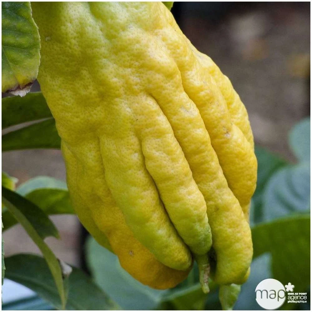 Main De Bouddha : H.140/160cm C35L 5 Main De Bouddha : H.140/160cm C35L – Image 3