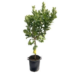 Main De Bouddha : H.140/160cm C35L 6 Main De Bouddha : H.140/160cm C35L -Promos Botanisia Magasin 784980 1765258