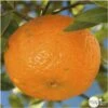 Mandarinier : H.140/160cm C35L -Promos Botanisia Magasin 784982 001
