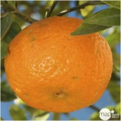 Mandarinier : H.140/160cm C35L