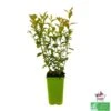 Myrtillier 'Brigitta Blue' Bio : Pot De 1,5 Litres -Promos Botanisia Magasin 791603 002