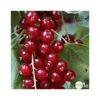 Groseillier à Grappes 'Jonkheer Van Tets' Bio: Pot 1,5 Litres -Promos Botanisia Magasin 827044 002