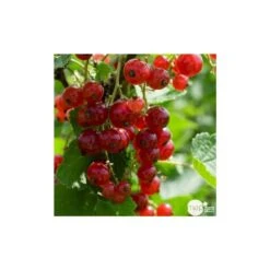 Promos Botanisia Magasin -Promos Botanisia Magasin 827044 003