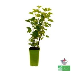 Groseillier à Grappes 'Jonkheer Van Tets' Bio: Pot 1,5 Litres -Promos Botanisia Magasin 827044 004