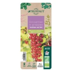 Groseillier à Grappes 'Jonkheer Van Tets' Bio: Pot 1,5 Litres -Promos Botanisia Magasin 827044 005