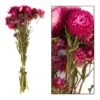 Bouquet De Fleurs Séchées Helichrysum Rose -Promos Botanisia Magasin 837659 2064769