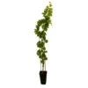 Vigne Muscat Bleu : AB Pot 3L -Promos Botanisia Magasin 872146 001