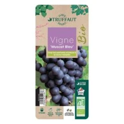 Vigne Muscat Bleu : AB Pot 3L -Promos Botanisia Magasin 872146 003