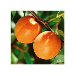 Abricotier Hargrand : Gobelet 3 Ans D'âge Ctr 12 Litres -Promos Botanisia Magasin 88699 004