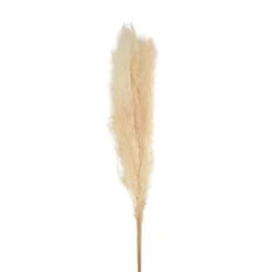 Bouquet Séché Pampas Mace 115-117cm 3pcs 7 Bouquet Séché Pampas Mace 115-117cm 3pcs -Promos Botanisia Magasin 933178 1444651