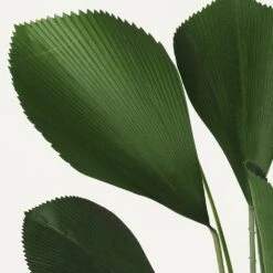 Palmier Artificiel Cuillère Licuala 110cm -Promos Botanisia Magasin 935da318f4afa829