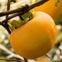 Kaki "Sharon" 1/2T Pot 15L