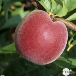 Pêcher à Chair Jaune JH Hale BIO, Gobelet 2 Ans -Promos Botanisia Magasin 952757 1774771