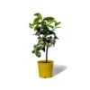 Cedrat Ethrog Bio Tailles:pot De 3 Litres, Hauteur 30/40 Cm -Promos Botanisia Magasin ae42a36e8dbb1aab