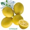Limequat Bio Tailles:pot De 3 Litres, Hauteur 30/40 Cm -Promos Botanisia Magasin d5f61f2fcc042fb9