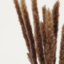 Plumeaux Plante Pampa Brun 70cm Lot De 12 -Promos Botanisia Magasin d64c68ea691770db