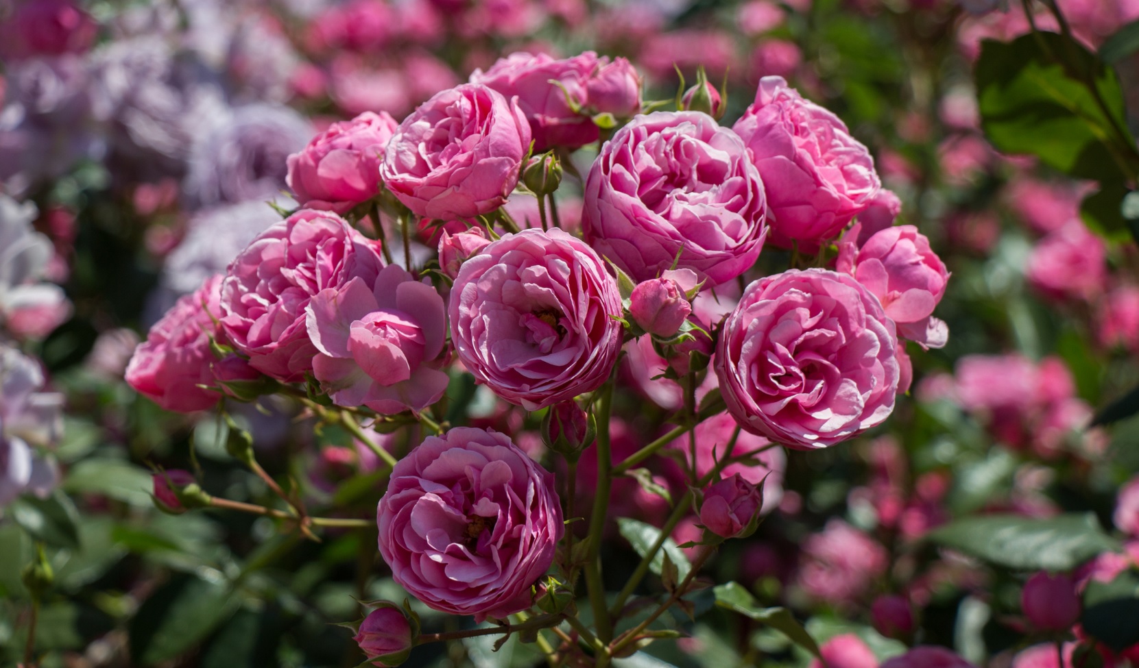 Promos Botanisia Magasin -Promos Botanisia Magasin sq1dqff